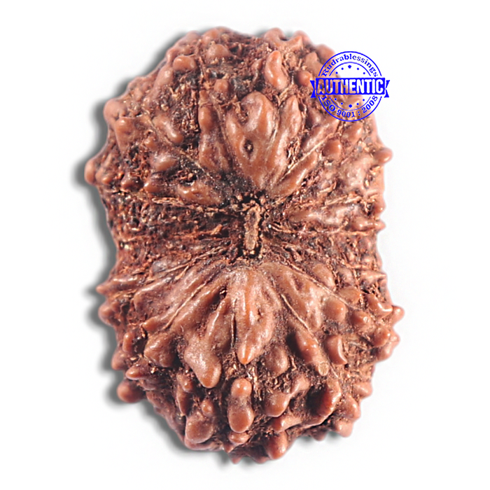 15 Mukhi Indonesian Rudraksha - Bead No. 142