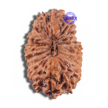 Load image into Gallery viewer, 24 Mukhi Rudraksha from Indonesia - Bead No. T
