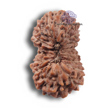 Load image into Gallery viewer, 17 Mukhi Rudraksha from Indonesia - Bead No. 290

