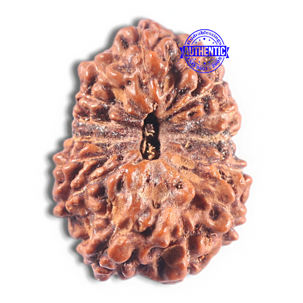 15 Mukhi Indonesian Rudraksha - Bead No. 112
