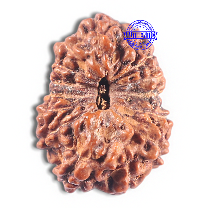 15 Mukhi Indonesian Rudraksha - Bead No. 112
