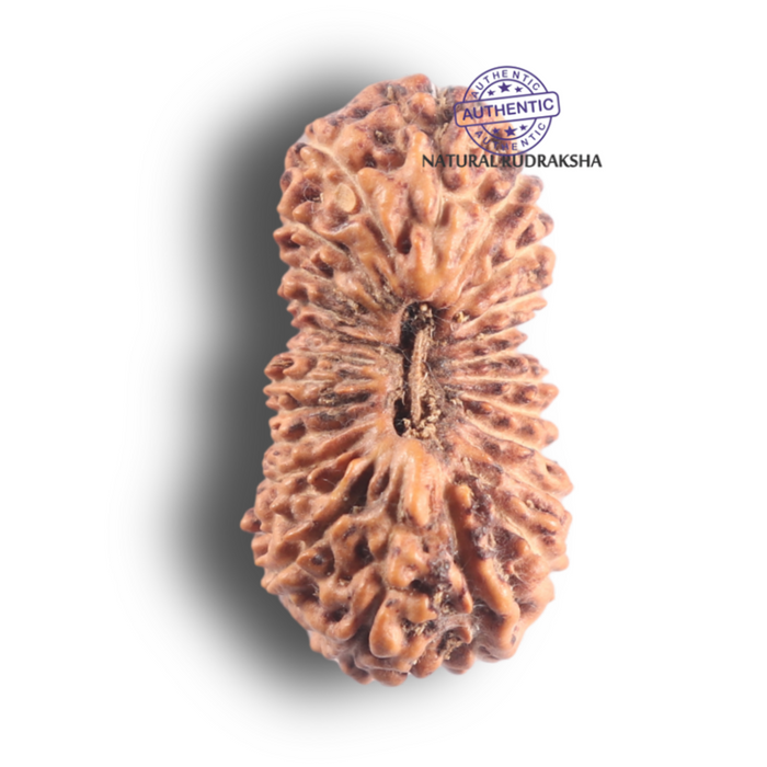 23 Mukhi Rudraksha from Indonesia - Bead No. M