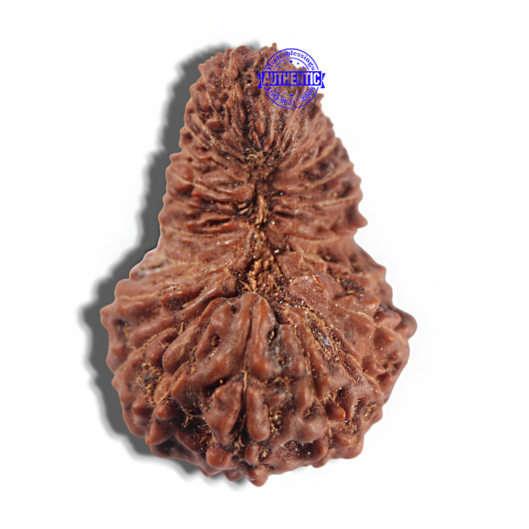 24 Mukhi Rudraksha from Indonesia - Bead No. Q
