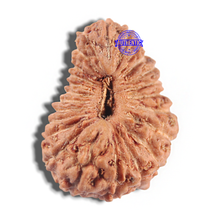 Load image into Gallery viewer, 24 Mukhi Rudraksha from Indonesia
