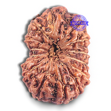 Load image into Gallery viewer, 15 Mukhi Indonesian Rudraksha - Bead No. 114
