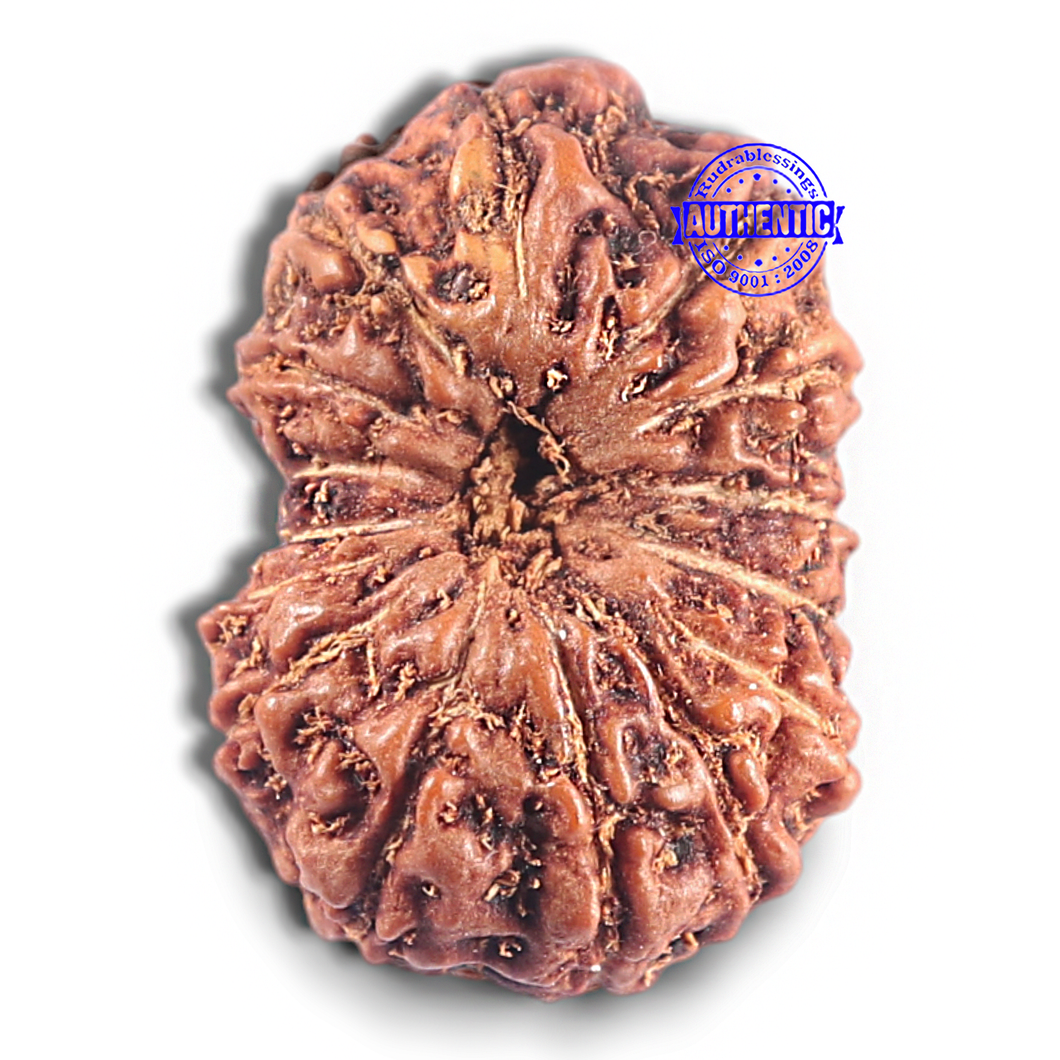 15 Mukhi Indonesian Rudraksha - Bead No. 114