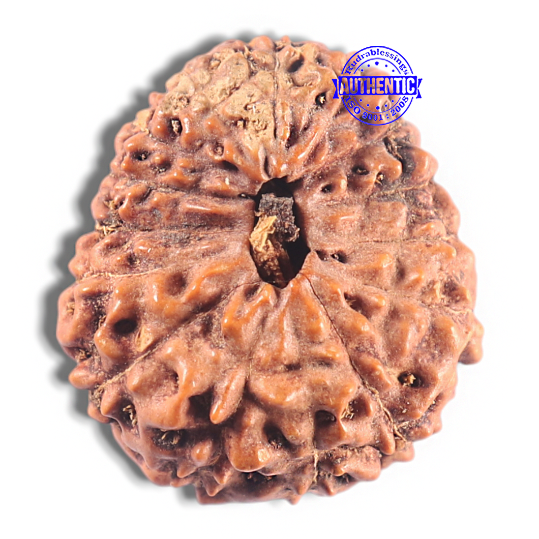 15 Mukhi Indonesian Rudraksha - Bead No. 108