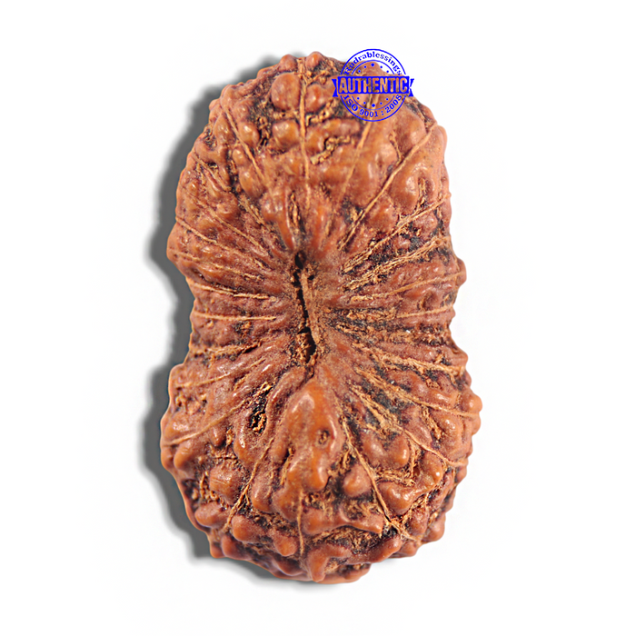 Twenty four Mukhi Rudraksha from Indonesia - Bead No. i
