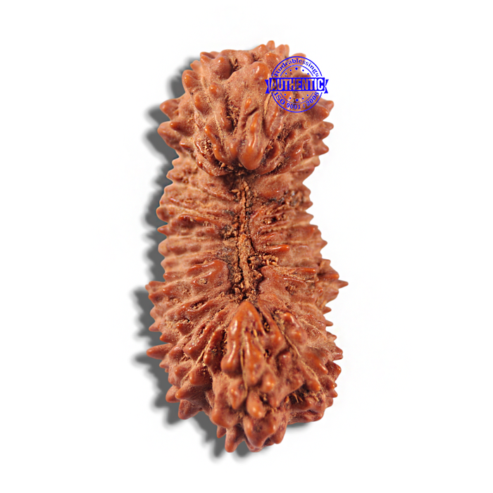 23 Mukhi Rudraksha from Indonesia Bead No. X