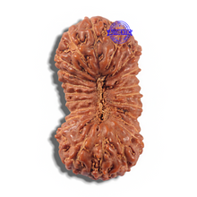 Load image into Gallery viewer, 23 Mukhi Rudraksha from Indonesia Bead No. Y
