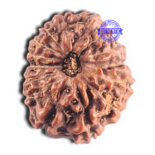 Load image into Gallery viewer, 15 Mukhi Indonesian Rudraksha - Bead No. 135
