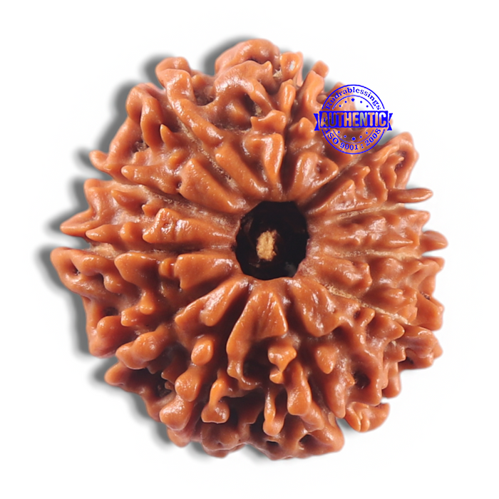 11 Mukhi Nepalese Rudraksha - Bead No. 433