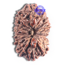 Load image into Gallery viewer, 15 Mukhi Indonesian Rudraksha - Bead No. 129
