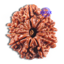 Load image into Gallery viewer, 11 Mukhi Nepalese Rudraksha - Bead No. 419
