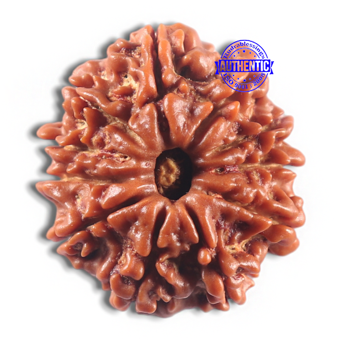 11 Mukhi Nepalese Rudraksha - Bead No. 419