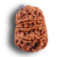Load image into Gallery viewer, 9 Mukhi Nepalese Rudraksha - Bead No. 462
