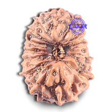 Load image into Gallery viewer, 15 Mukhi Indonesian Rudraksha - Bead No. 121
