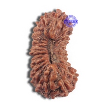 Load image into Gallery viewer, 24 Mukhi Rudraksha from Indonesia
