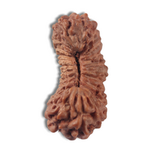 Load image into Gallery viewer, 22 Mukhi Rudraksha from Indonesia
