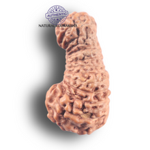 Load image into Gallery viewer, 26 Mukhi Rudraksha from Indonesia U
