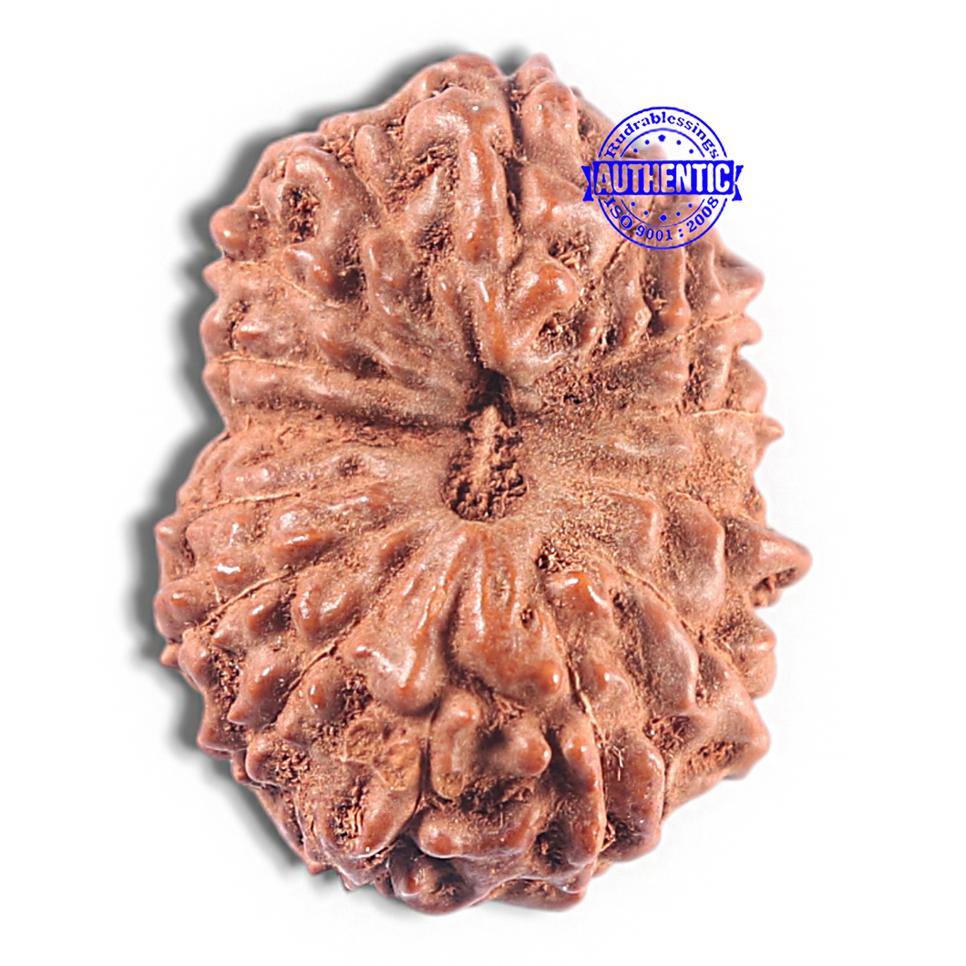 15 Mukhi Indonesian Rudraksha - Bead No. 111