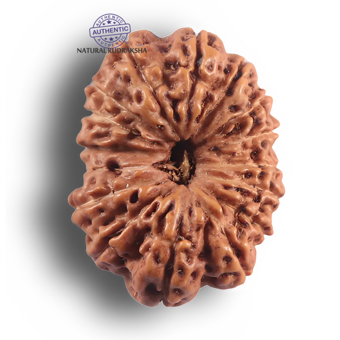 16 Mukhi Rudraksha from Indonesia - Bead No. 350