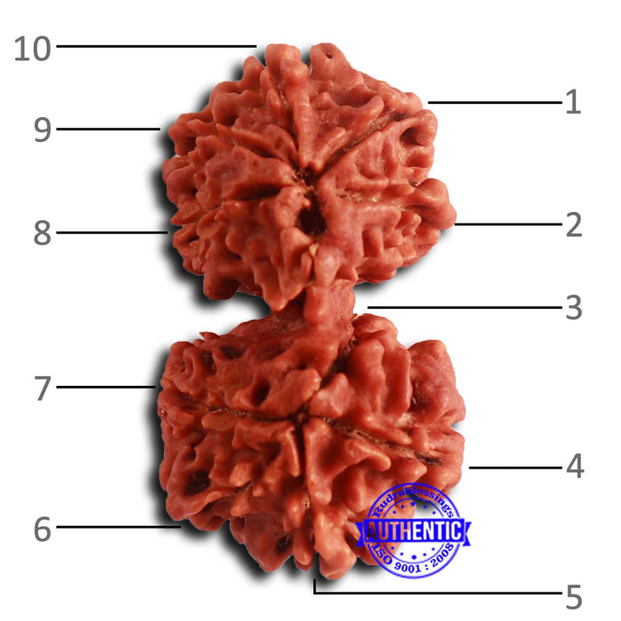 Gaurishanker Nepalese Rudraksha - Bead No. 251