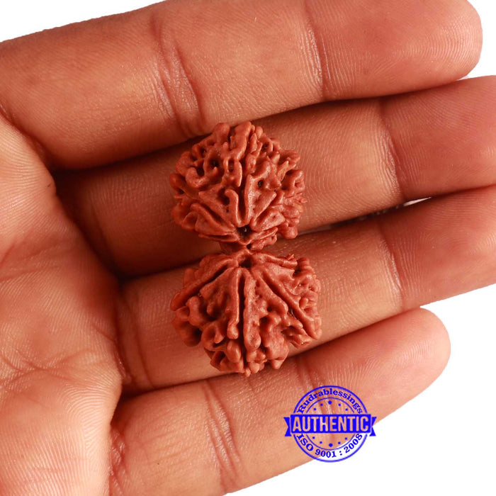 Gaurishanker Nepalese Rudraksha - Bead No. 251
