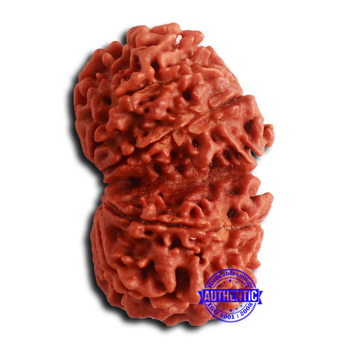 Gaurishanker Nepalese Rudraksha - Bead No. 251