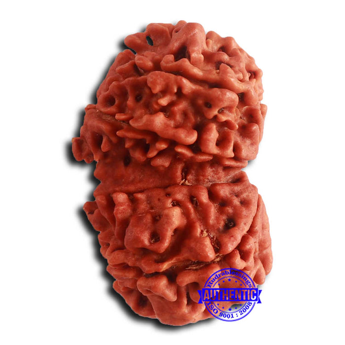 Gaurishanker Nepalese Rudraksha - Bead No. 251