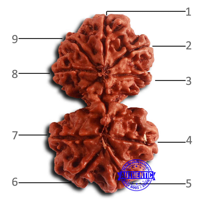Gaurishanker Nepalese Rudraksha - Bead No. 252