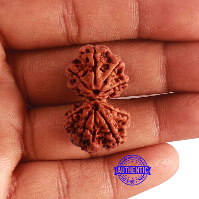 Gaurishanker Nepalese Rudraksha - Bead No. 252