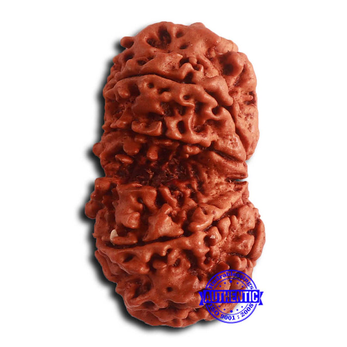 Gaurishanker Nepalese Rudraksha - Bead No. 252