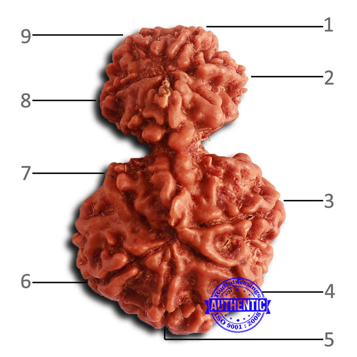 Gaurishanker Nepalese Rudraksha - Bead No. 254