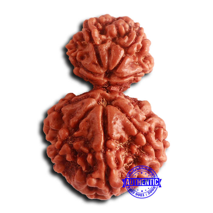 Gaurishanker Nepalese Rudraksha - Bead No. 254