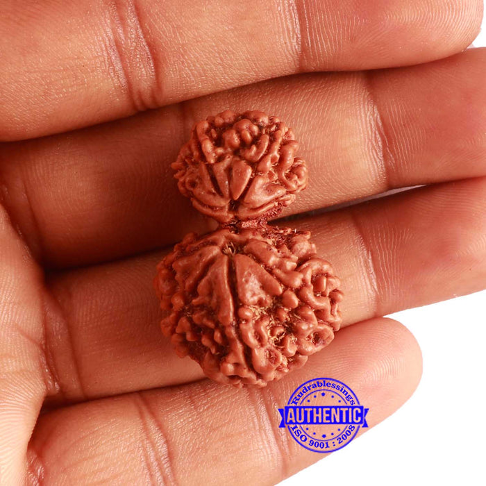 Gaurishanker Nepalese Rudraksha - Bead No. 254