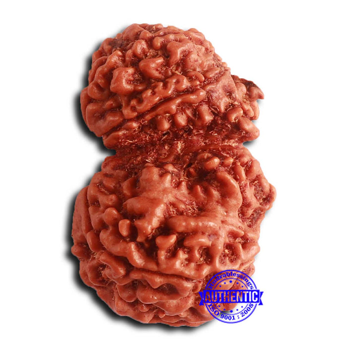 Gaurishanker Nepalese Rudraksha - Bead No. 254