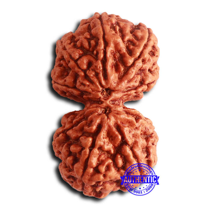 Gaurishanker Nepalese Rudraksha Bead No. 255