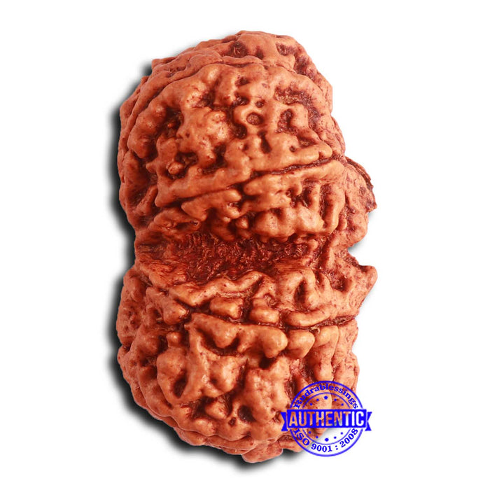 Gaurishanker Nepalese Rudraksha Bead No. 255