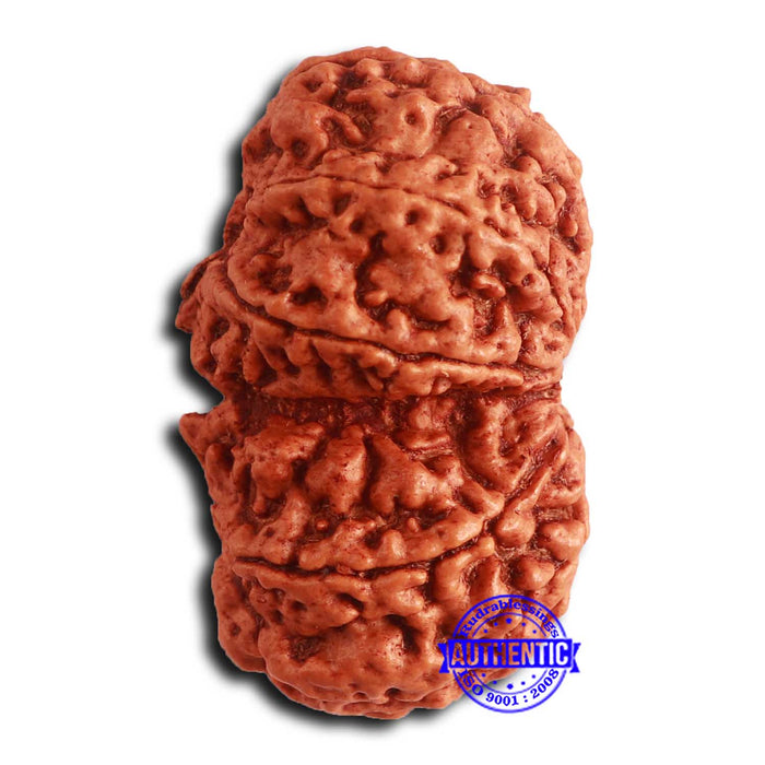 Gaurishanker Nepalese Rudraksha Bead No. 255