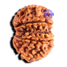 Load image into Gallery viewer, Gaurishanker Nepalese Rudraksha Bead No. - 256
