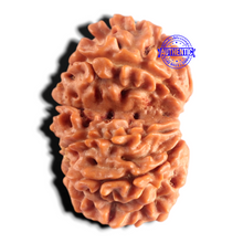 Load image into Gallery viewer, Gaurishanker Nepalese Rudraksha Bead No. - 257
