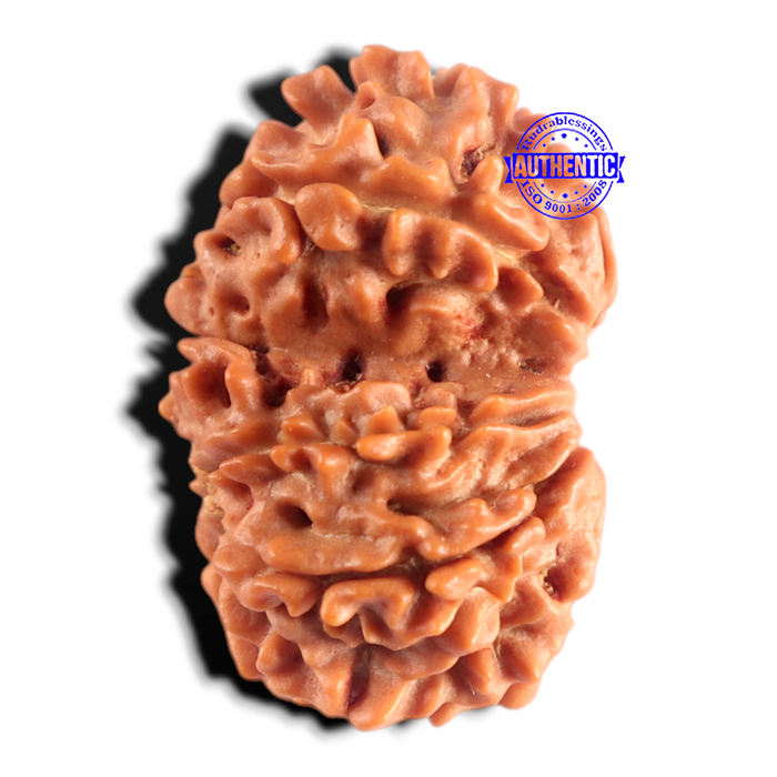 Gaurishanker Nepalese Rudraksha Bead No. - 257