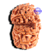 Load image into Gallery viewer, Gaurishanker Nepalese Rudraksha Bead No. - 257
