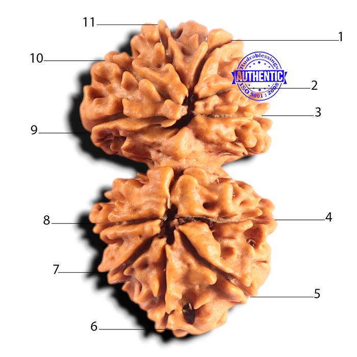Gaurishanker Nepalese Rudraksha Bead No. - 258