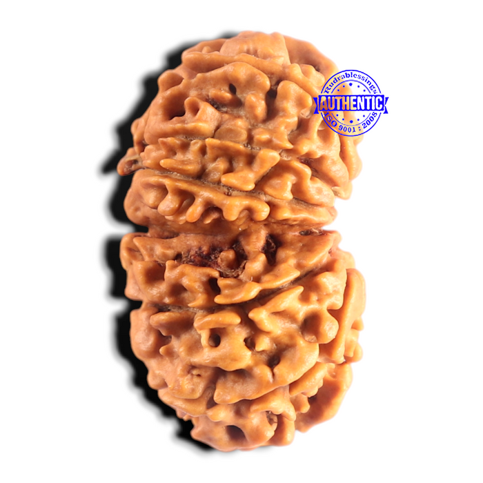 Gaurishanker Nepalese Rudraksha Bead No. - 258