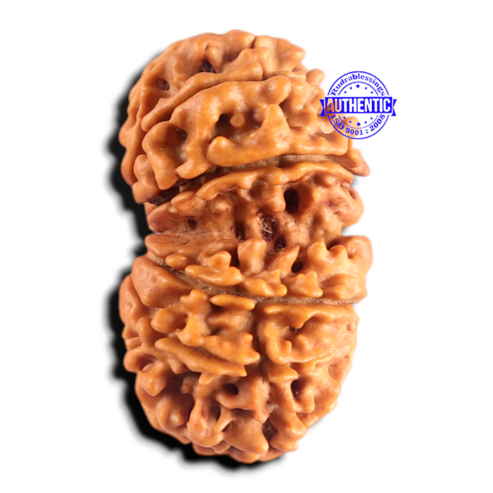 Gaurishanker Nepalese Rudraksha Bead No. - 258