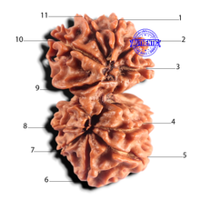 Load image into Gallery viewer, Gaurishanker Nepalese Rudraksha Bead No. - 259
