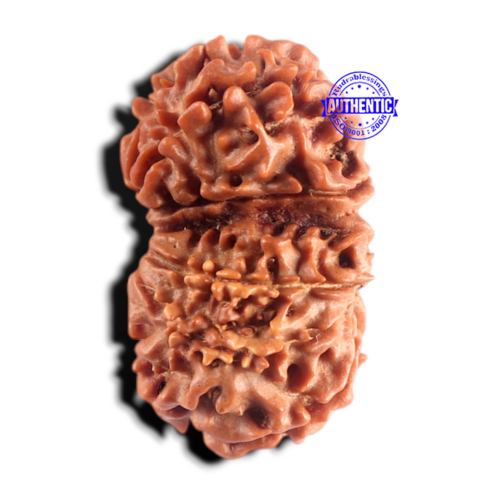 Gaurishanker Nepalese Rudraksha Bead No. - 259