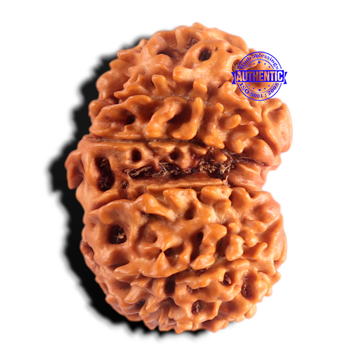 Gaurishanker Nepalese Rudraksha Bead No. - 260